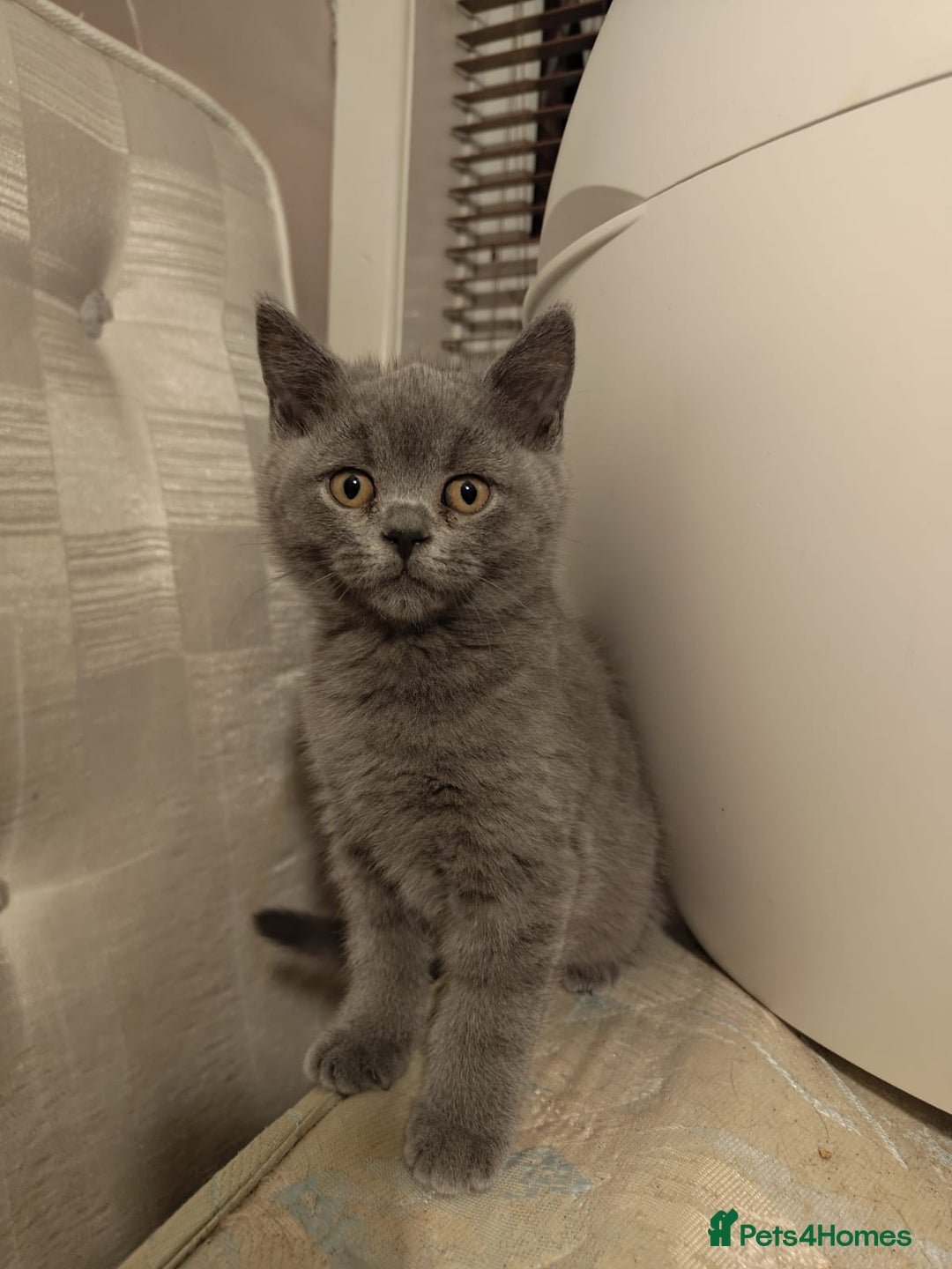 British Shorthair cats for sale: Last Female Gorgeous British Shorthair Kitten - Image 12