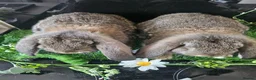 French Lop rabbits for sale: Vaccinated Giant French Lops - Advert 10
