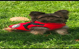 Yorkshire Terrier dogs for sale: Al Pacino needs a temporary home (free) - Advert 3