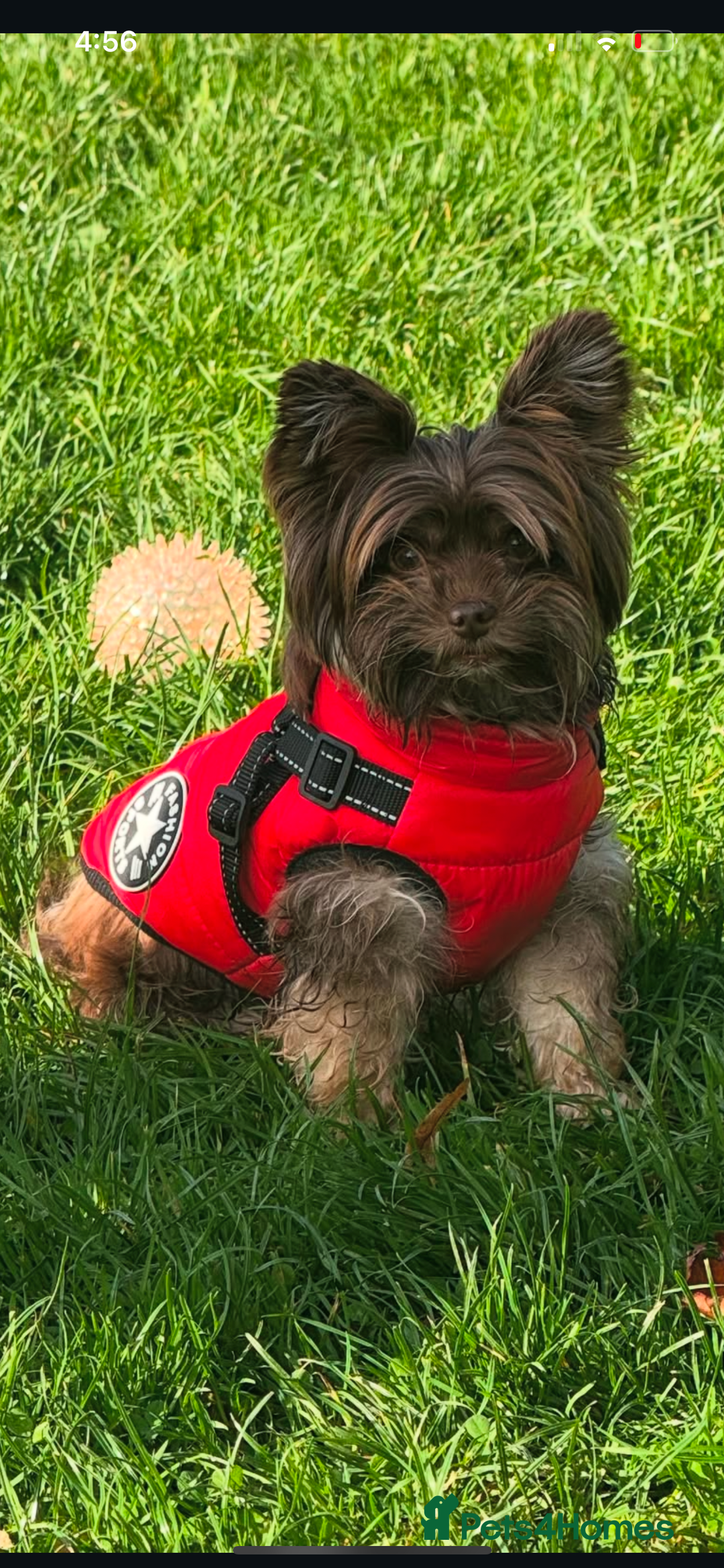 Yorkshire Terrier dogs for sale: Al Pacino needs a temporary home (free) - Advert 3