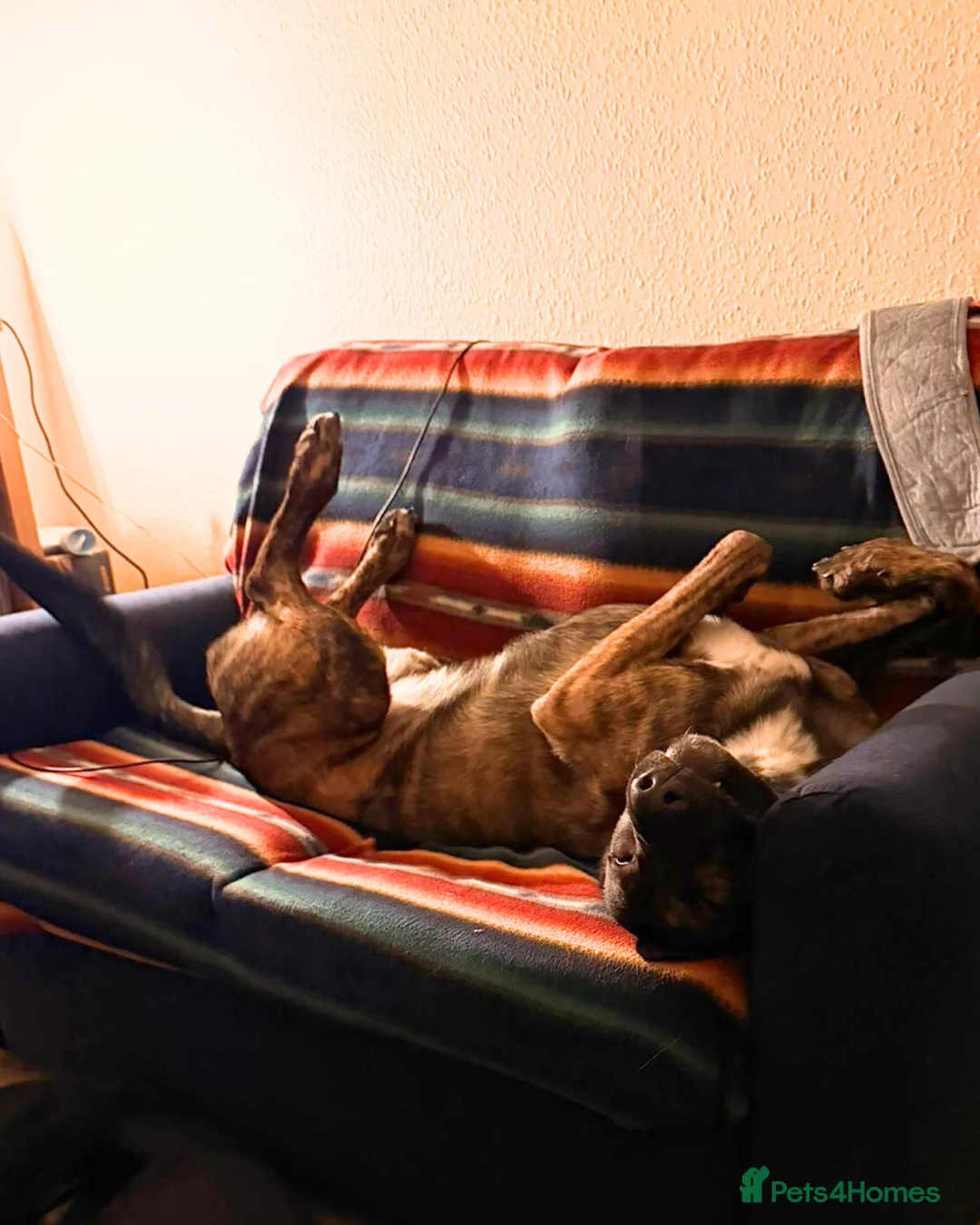 Lurcher dogs for adoption: Seb is a big-hearted whirlwind with a snuggly side - Advert 4