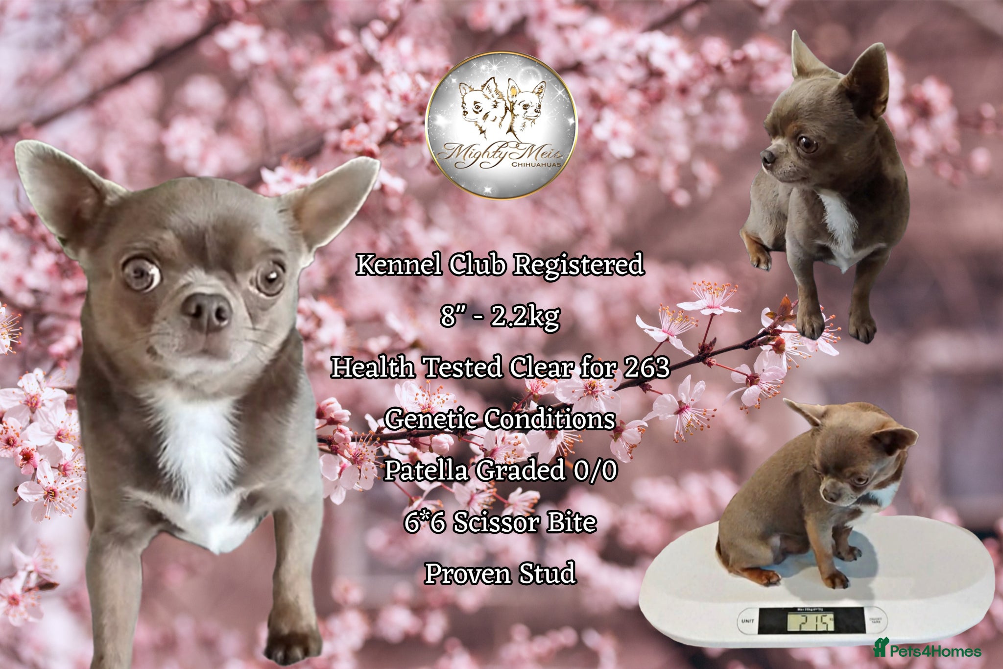 Chihuahua dogs KC reg-Health tested-PROVEN  - Advert 16