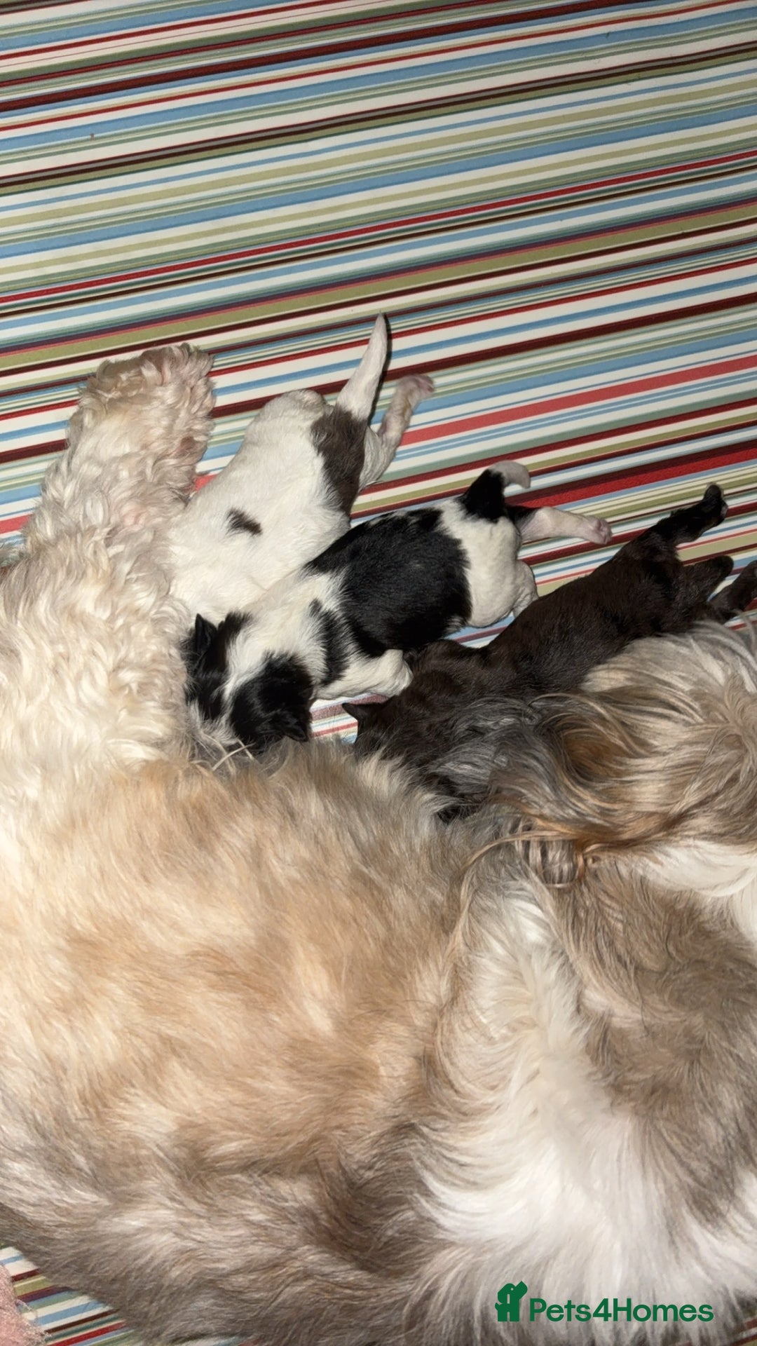 Lhasapoo dogs for sale: 9 stunning lhasapoo’s  - Image 5