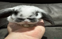Mini Lop rabbits for sale: Gorgeous Bucks available  - Image 4
