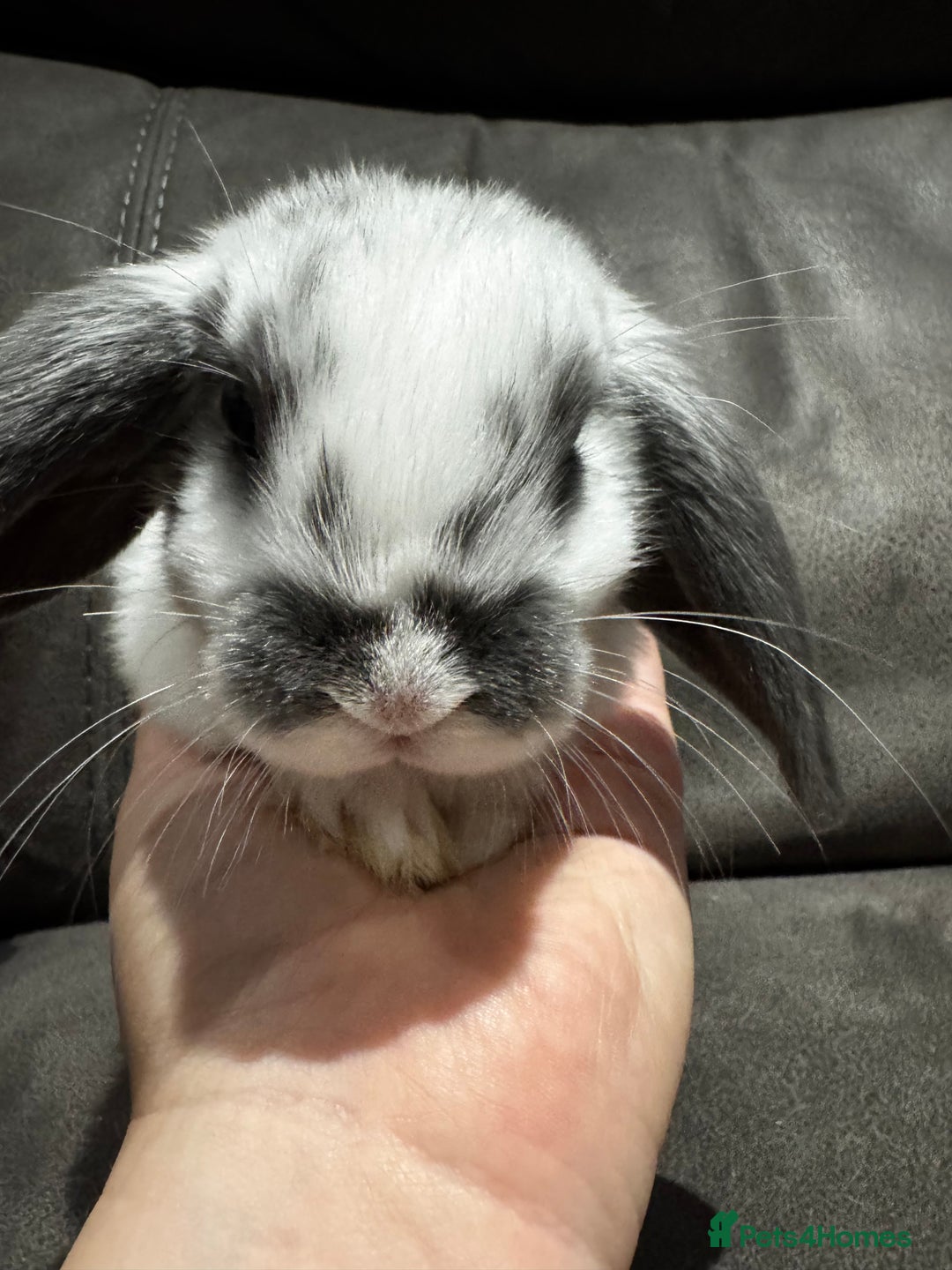 Mini Lop rabbits for sale: Gorgeous Bucks available  - Image 4
