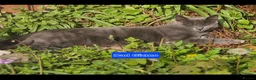 Bengal cats for sale: Beautiful Bengal x Korat kittens  - Advert 9