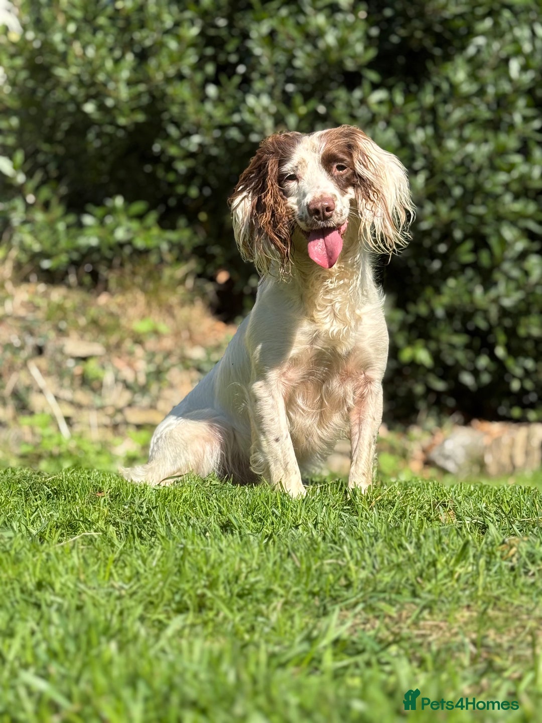 English Springer Spaniel dogs for sale: Hardest Decision Brother and Sister  - Advert 9