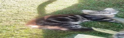 Maine Coon cats for sale: BEAUTIFUL MAINE COON MIX KITTENS - Ready now - Advert 23