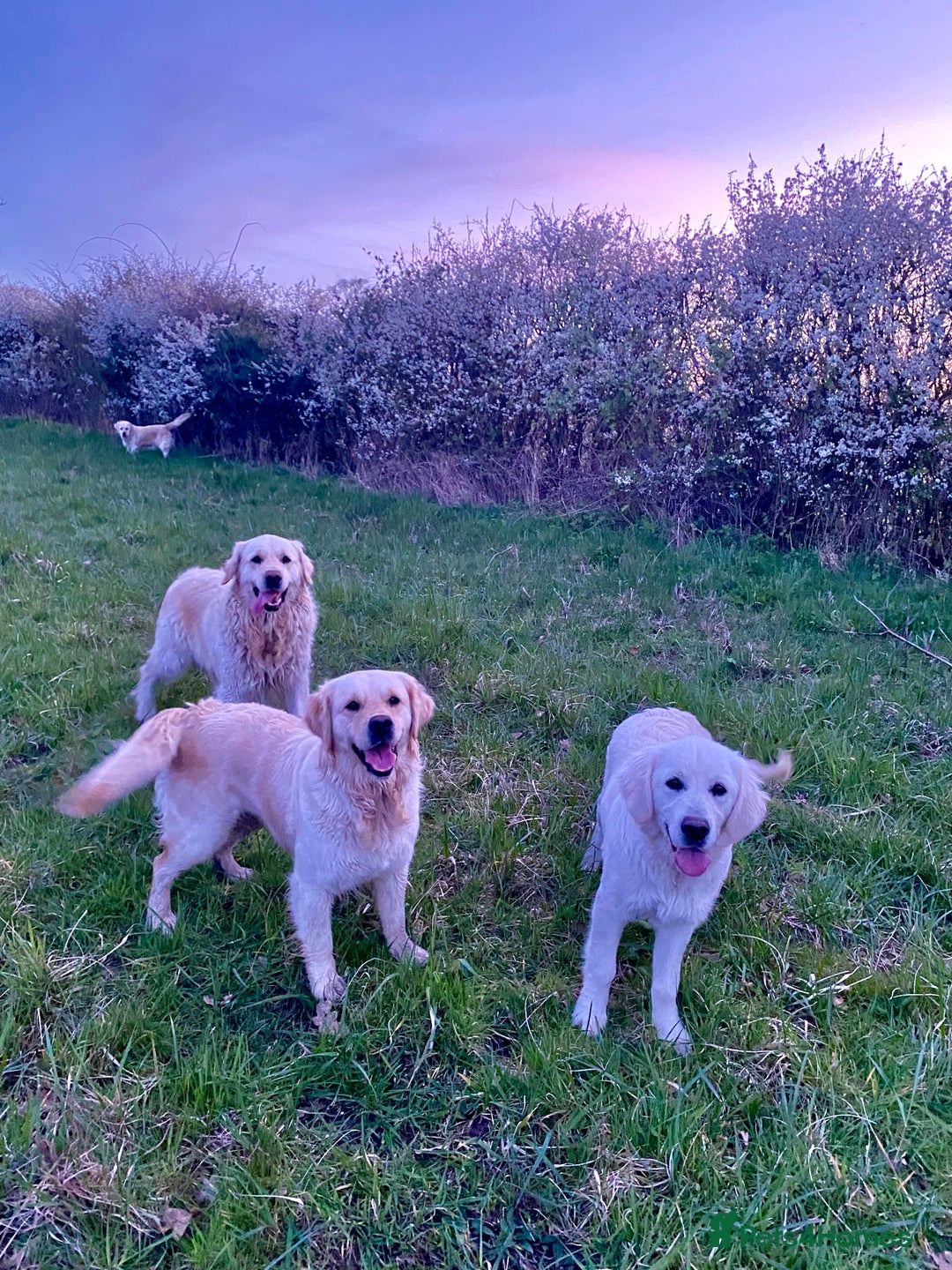 Golden Retriever dogs for sale: Beautiful and fluffy Golden Retriever puppies - Advert 27