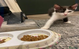 Mixed Breed cats for sale: 🐾 Friendly 8wk Kitten – Ready Today – £300🐾 - Image 2