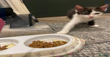 Mixed Breed cats - Advert 11