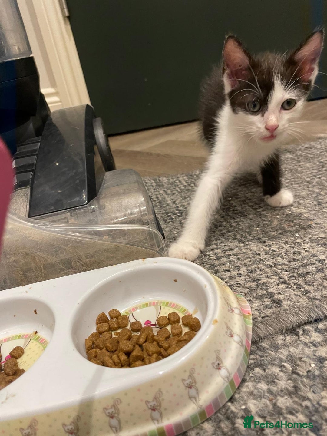 Mixed Breed cats for sale: 🐾 Friendly 8wk Kitten – Ready Today – £300🐾 - Image 2