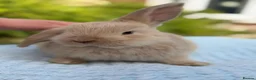 Mixed Breed rabbits for sale: 3 Adorable baby bunnies, ready 15 june in Telford - Advert 5