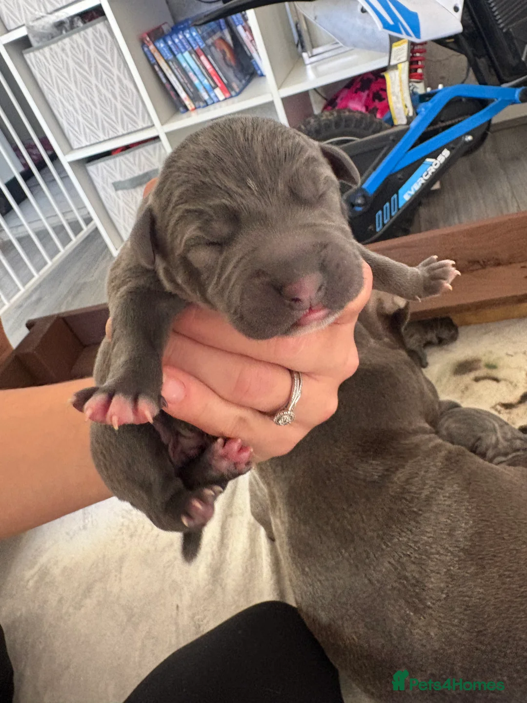Staffordshire Bull Terrier dogs for sale: Beautiful blue staffy pups for sale x - Advert 2