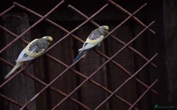 Budgerigars birds for sale: Aviary Bred Budgie Chicks 12 Weeks - Image 11
