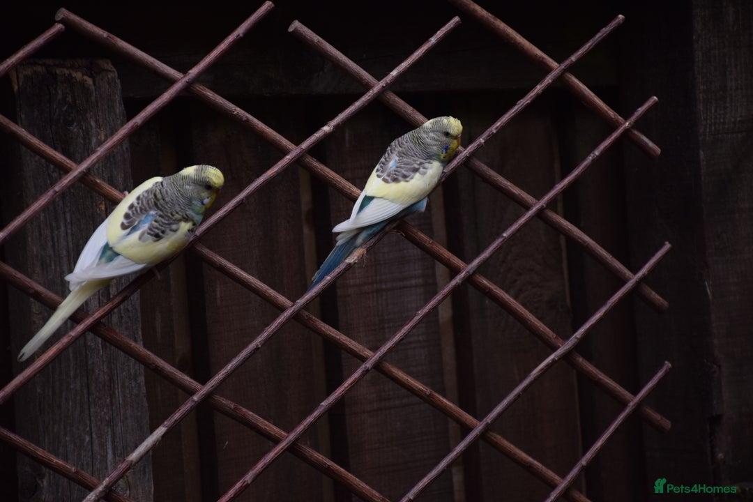 Budgerigars birds for sale: Aviary Bred Budgie Chicks 12 Weeks - Image 11