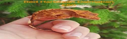 Gecko reptiles for sale: Various Crested Geckos for sale  - Advert 4
