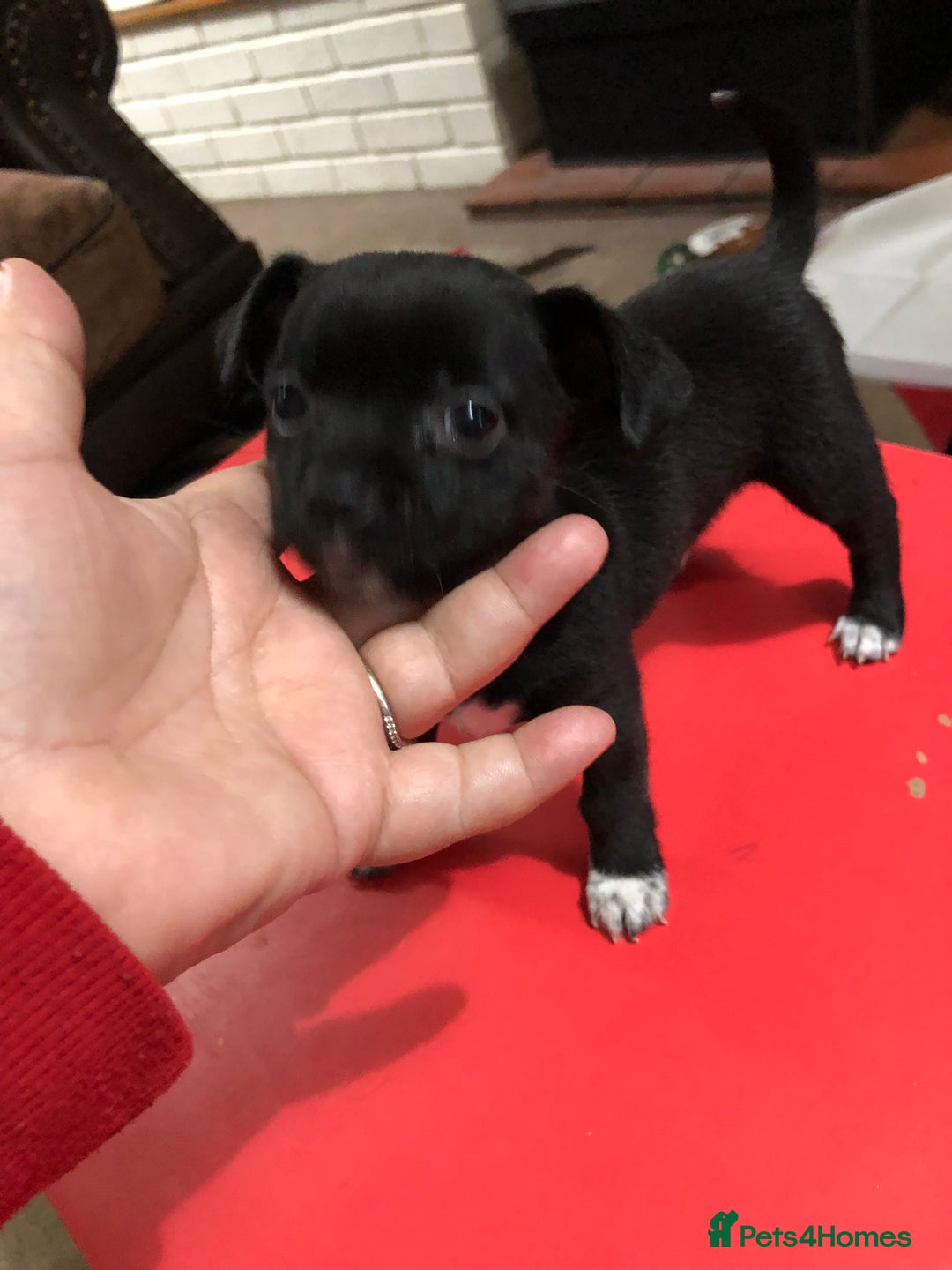 Chihuahua dogs for sale: Cute chihuahuas  - Advert 3