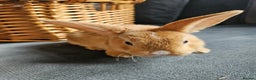 Mini Lop rabbits for sale: Red Rex x Mini Plush Lop - Advert 9