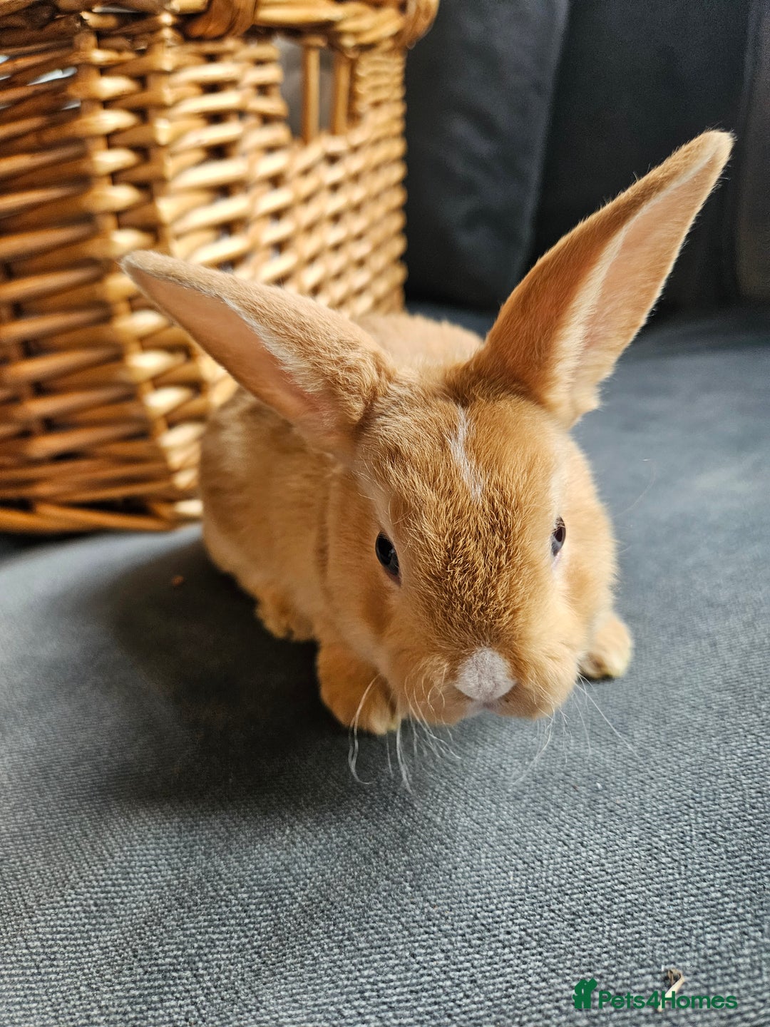 Mini Lop rabbits for sale: Red Rex x Mini Plush Lop - Advert 9