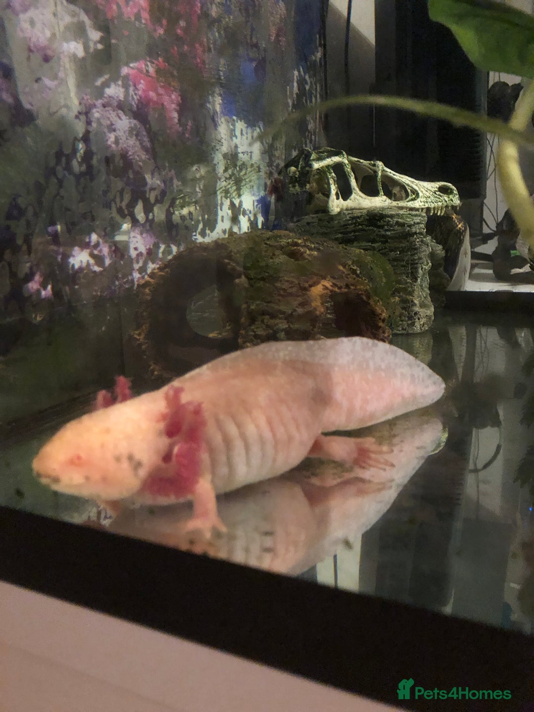 Other/Mixed Breed fish for sale: 5year old Axolotl  - Image 4