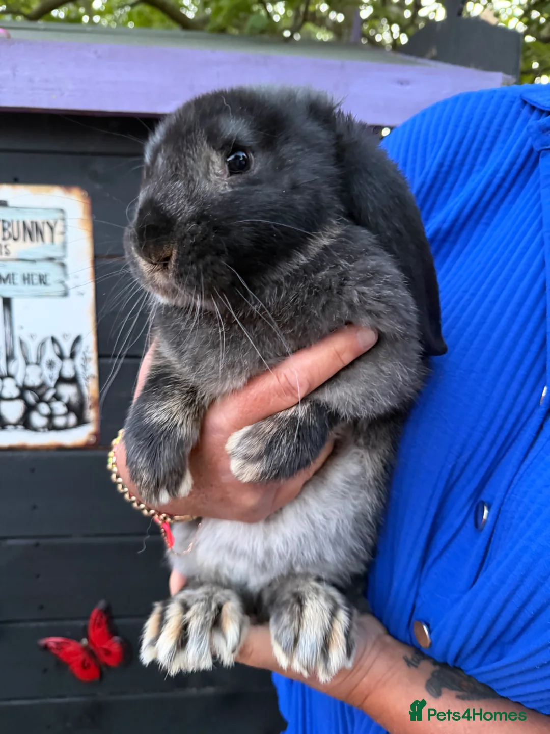 French Lop rabbits for sale: French lop male 10 weeks  - Advert 1