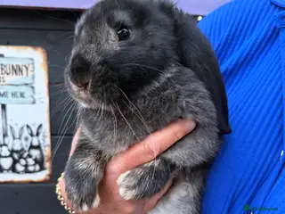 French Lop rabbits French lop male 10 weeks - Advert 1