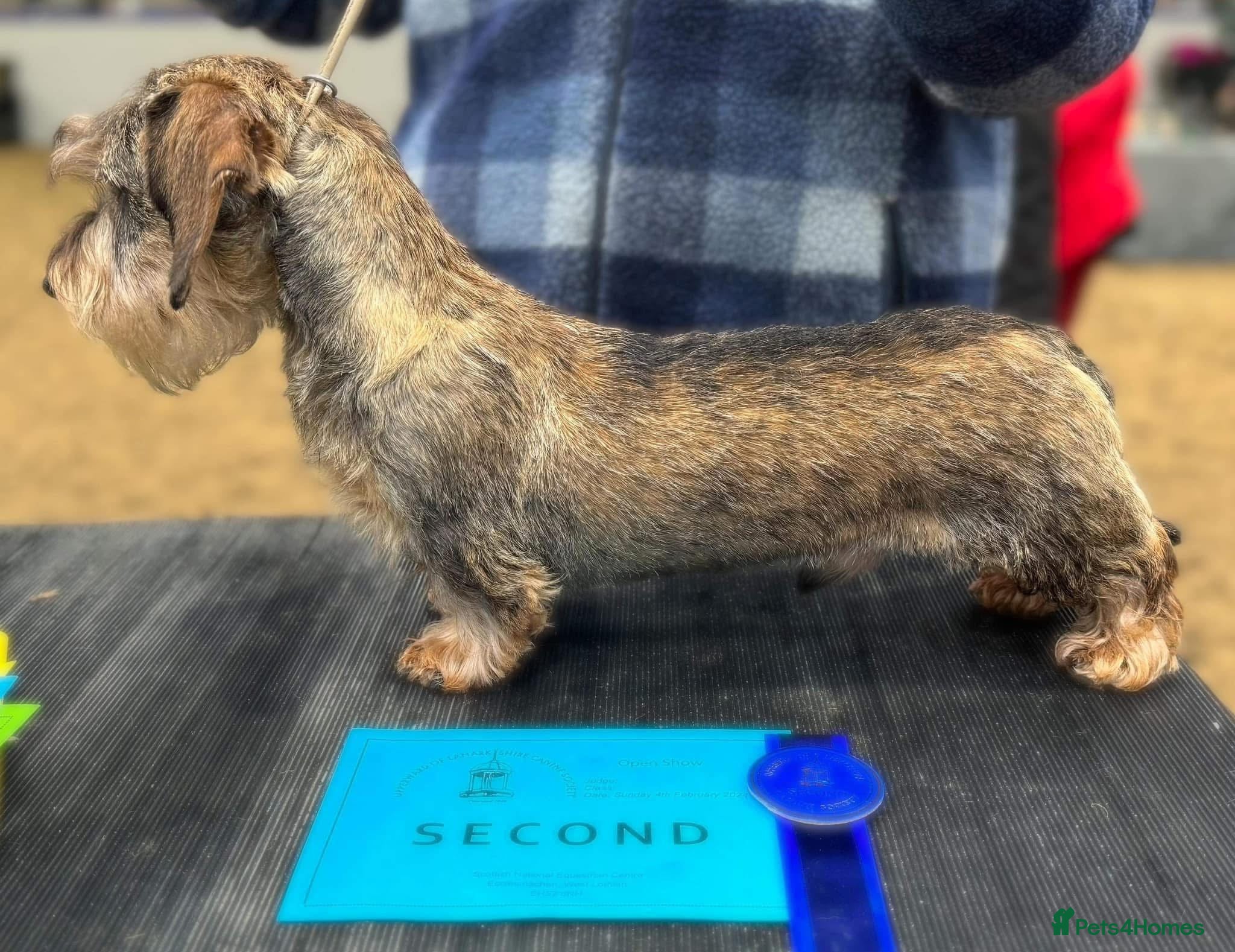 Miniature Dachshund dogs Crufts Qualified CH sired Wire Coat Stud in Dalry - Advert 17