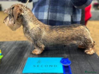 Miniature Dachshund dogs Crufts Qualified CH sired Wire Coat Stud in Dalry - Advert 8