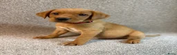 Labrador Retriever dogs for sale: Labrador Puppies - Advert 7