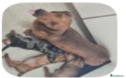 Dachshund dogs for sale: Willow - Female Dachshund  - Image 7
