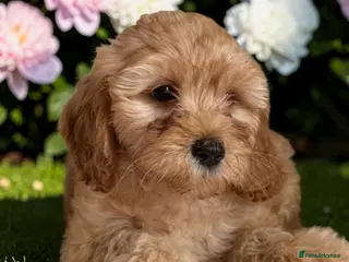 Cockapoo dogs Ready to go! Beautiful F1 pups hlth tested parents - Advert 2