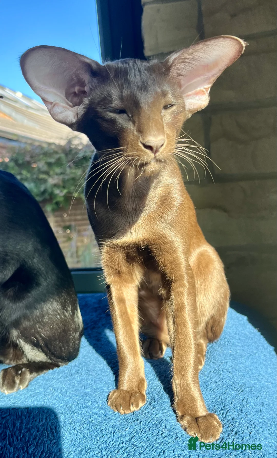 Oriental cats for sale: Supreme pedigree Oriental kittens GCCF reg - Advert 6