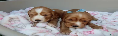 Cocker Spaniel 2