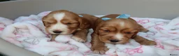 Cocker Spaniel dogs for sale: Beautiful show type cocker spaniel puppy’s  - Advert 11