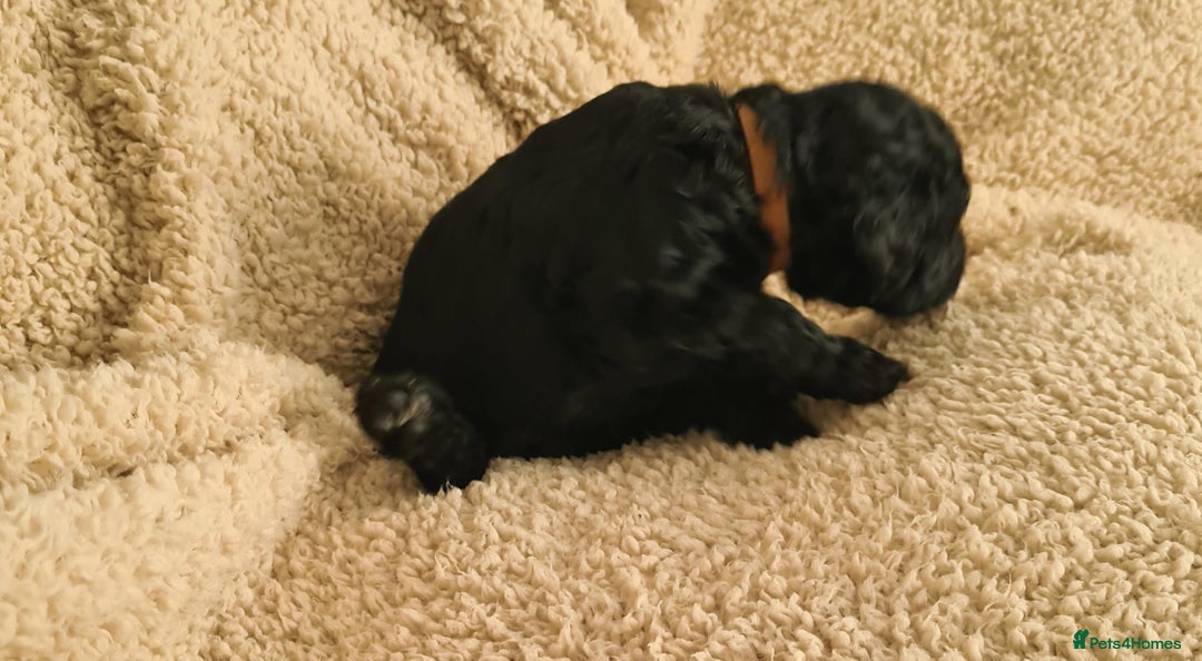 Labradoodle dogs for sale: Rare Roan Ebony Tiny/Mini Labradoodlese Puppies  - Image 26