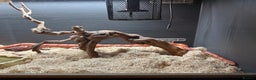 Corn Snake reptiles for sale: Amel corn snake and viv - Advert 2