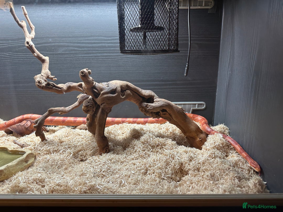 Corn Snake reptiles for sale: Amel corn snake and viv - Advert 2