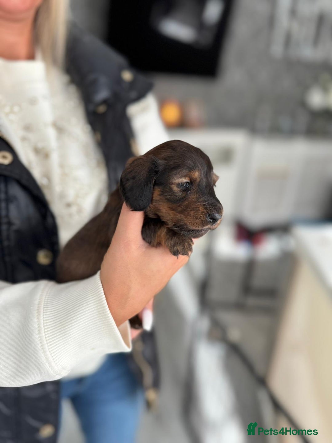 Miniature Dachshund dogs for sale: Miniature long-haired dachshunds - Image 20