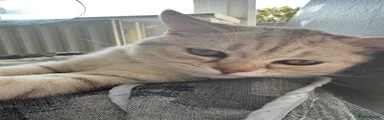 Meet Leo – British Shorthair Chinchilla Boy 
