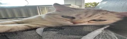 British Shorthair cats for sale: British Shorthair & longhair Chinchilla available  - Advert 9