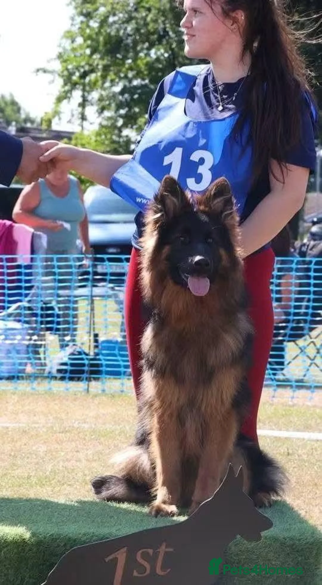 German Shepherd dogs for sale: 1 year old super long coat female  - Advert 2