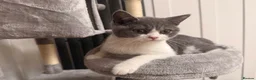 British Shorthair cats for sale: Beautiful Kovu Looking for His Forever Home - Advert 3