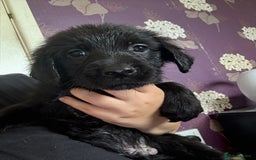 Mixed Breed dogs for sale: Springer x Labrador x German shepherd  - Image 8