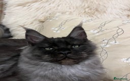 Maine Coon cats for sale: ⭐️Beautiful Maine Coon Kittens⭐️ - Image 7