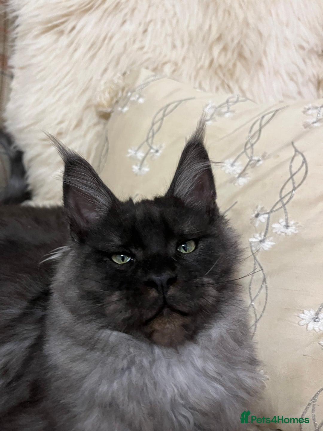 Maine Coon cats for sale: ⭐️Beautiful Maine Coon Kittens⭐️ - Image 7