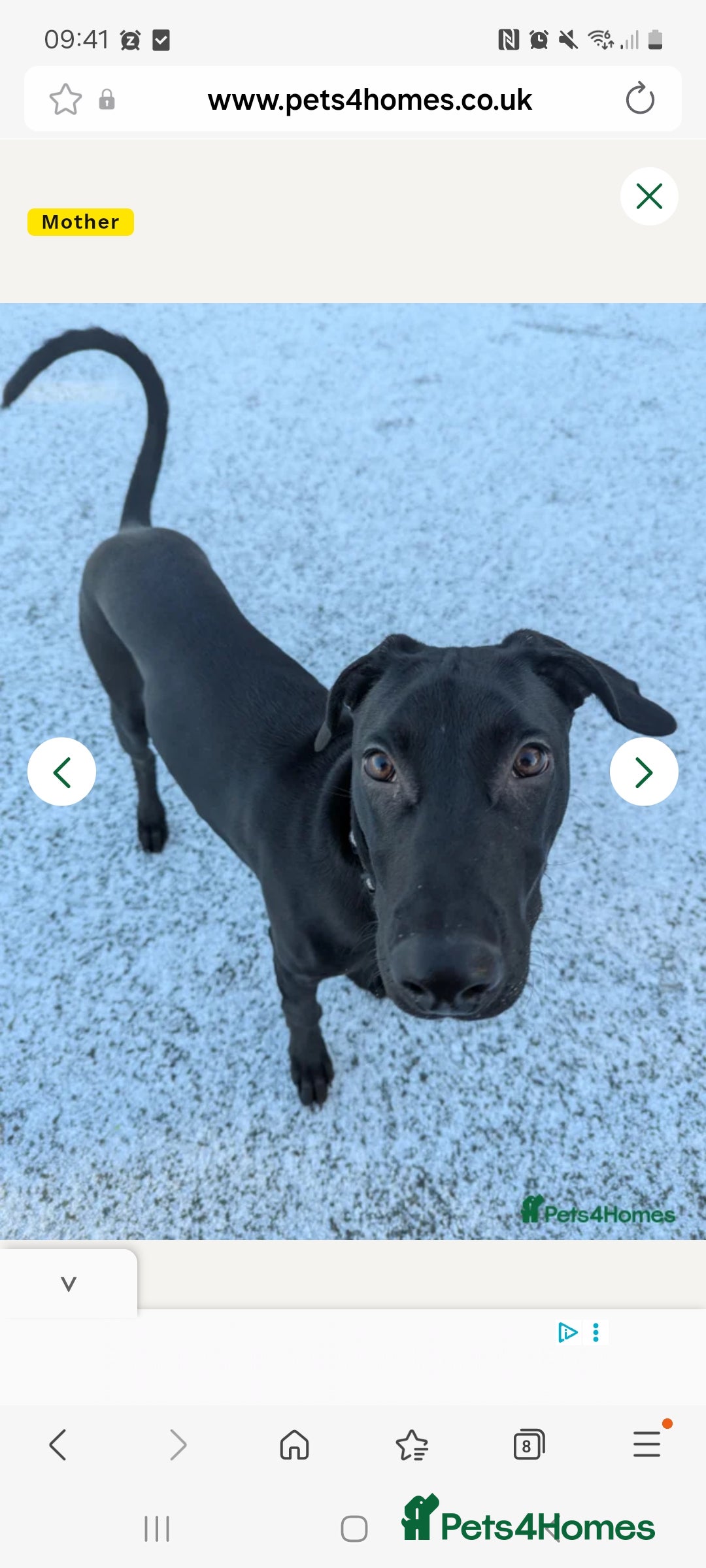 Mixed Breed dogs Doberman cross lurcher - Advert 1