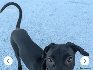 Mixed Breed dogs Doberman cross lurcher - Advert 3