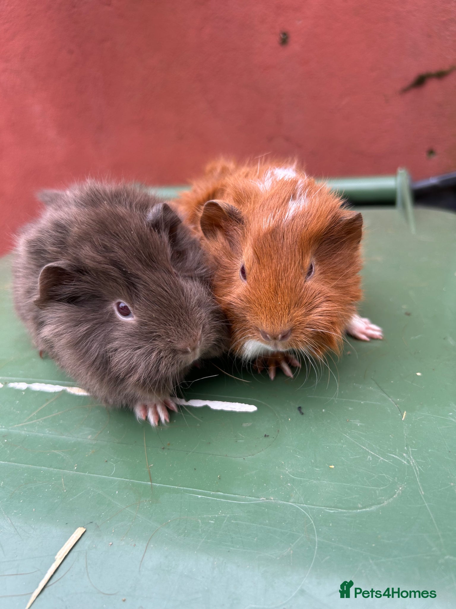 Guinea Pig rodents Baby boar guinea pigs - Advert 2