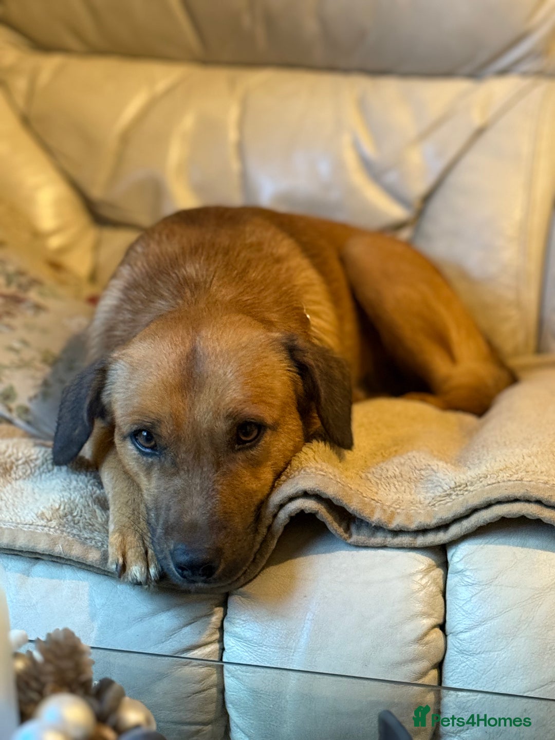 Mixed Breed dogs for adoption: Cute Marshall looking for LOVE - Image 17